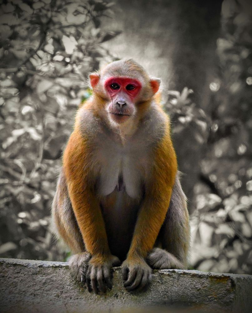 Photograph by Nirup Datta