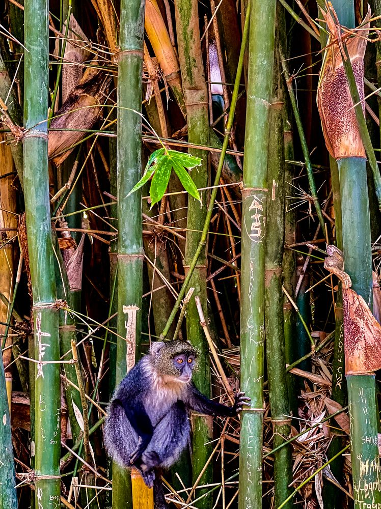 Photograph by Trivet Antony