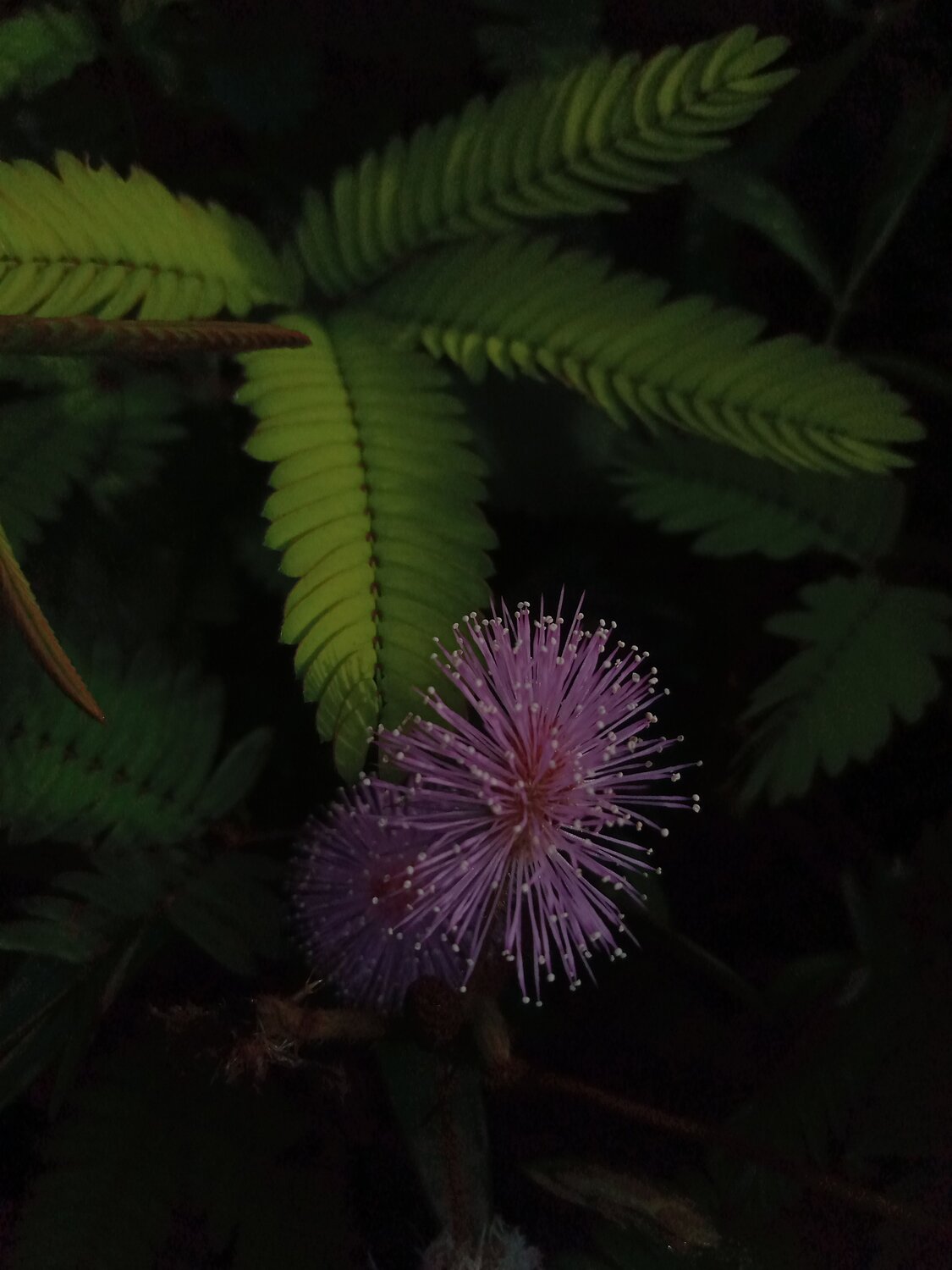 Makahiya