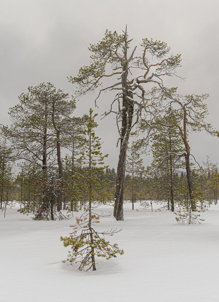 Photograph by Лактионов Анатолий