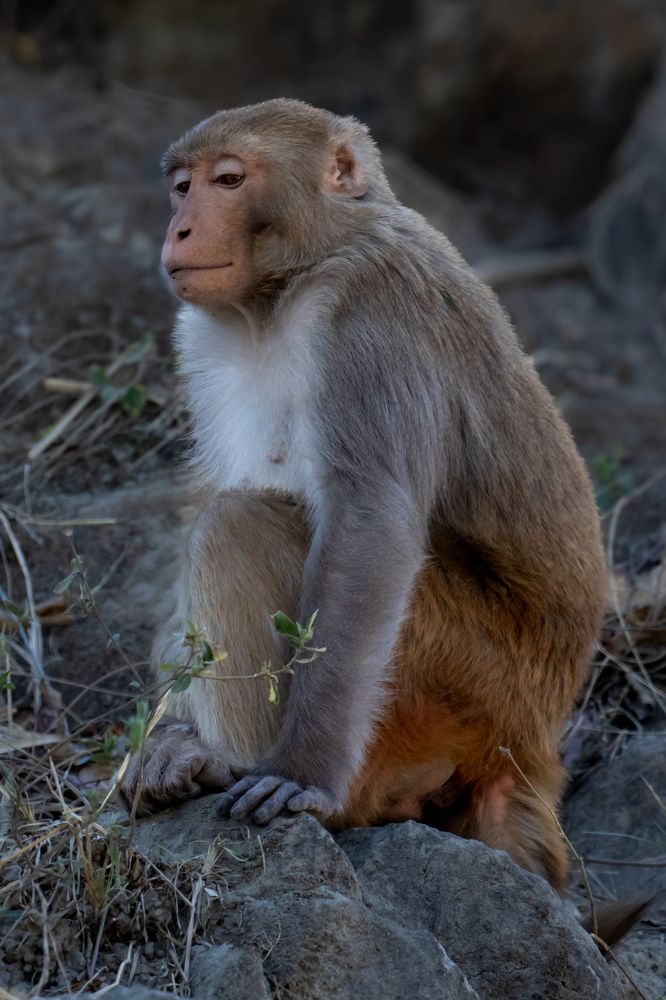 Photograph by Sugha Bapodara