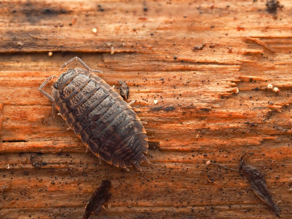 Woodlouse - Мокрица