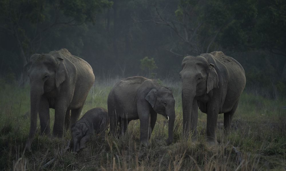 A Family in the Wild: Elephants in Harmony