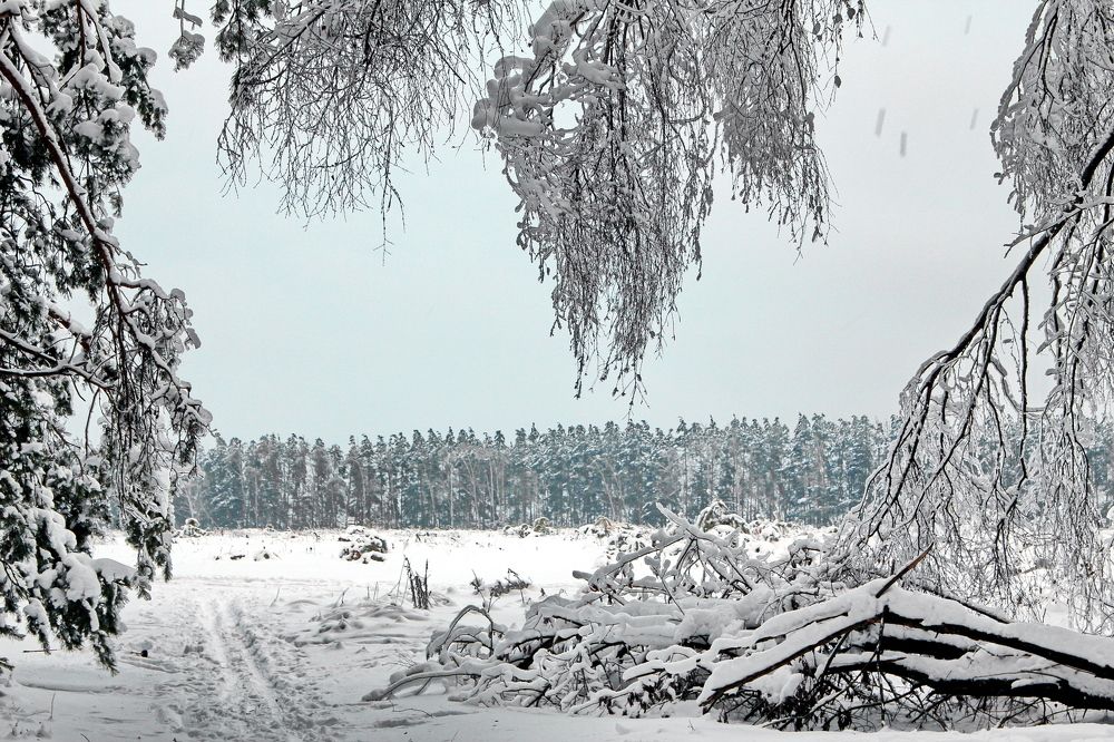 Подмосковье. Январь.