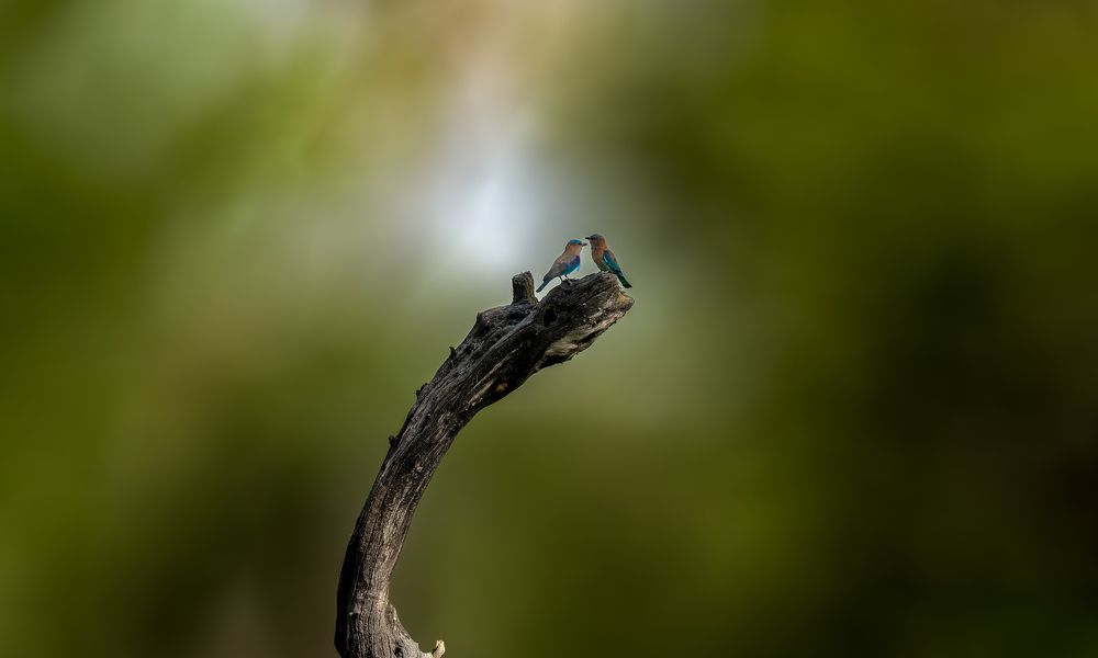 Photograph by MAYANK VERMA