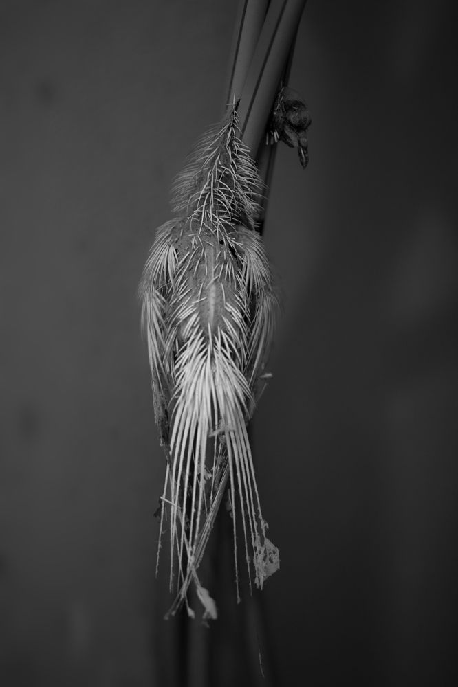 Photograph by aykan rostami