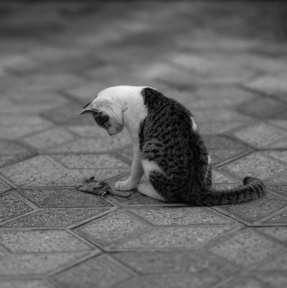 Photograph by aykan rostami