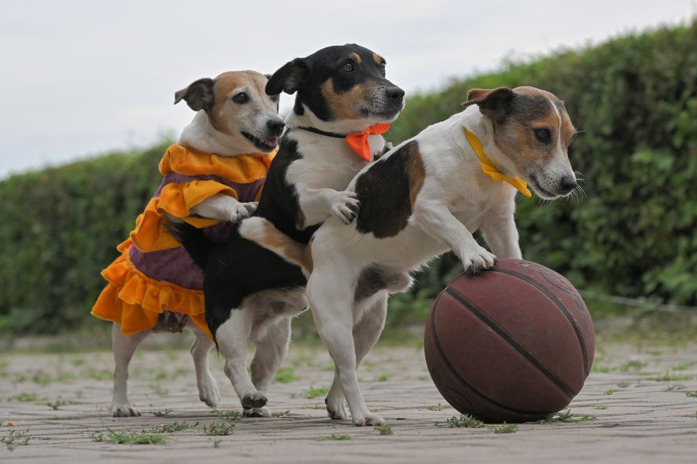 Фотография автора Владимир Пронин