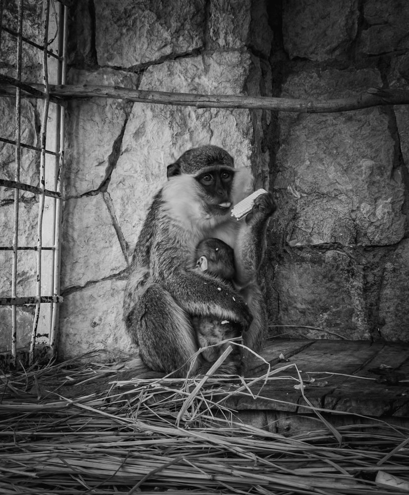 Фотография автора George Boules