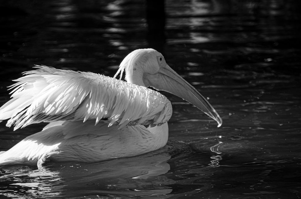 Photograph by Елена Берсенёва