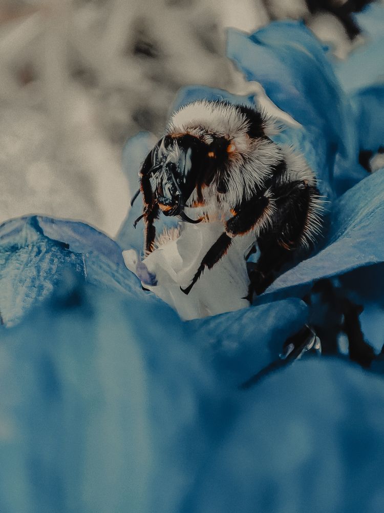 Photograph by Александра Петрова