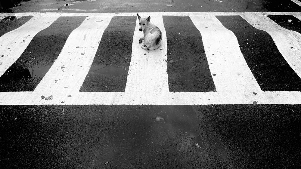 Фотография автора Aalan v sharon