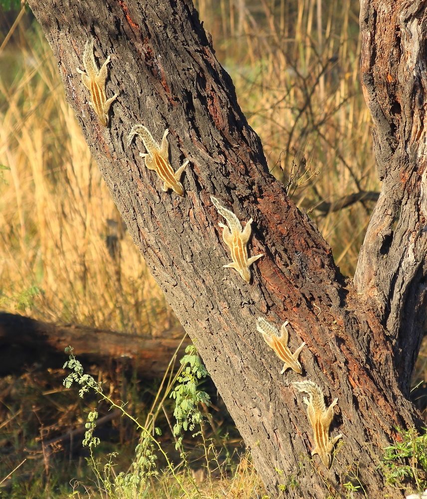 Squirrels Warming up