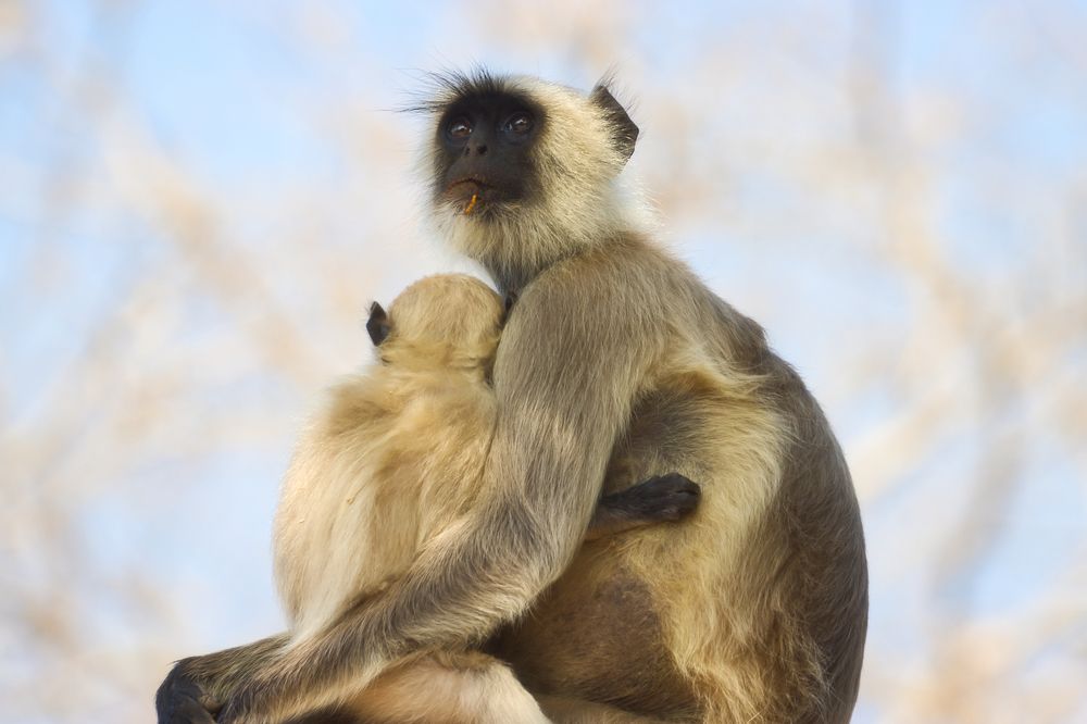 Фотография автора Ashir Kumar