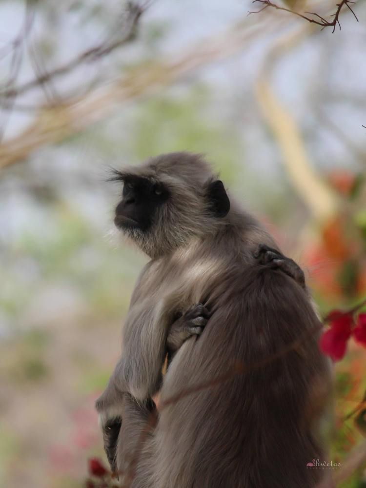 Photograph by Dr. Shweta Shrotriya