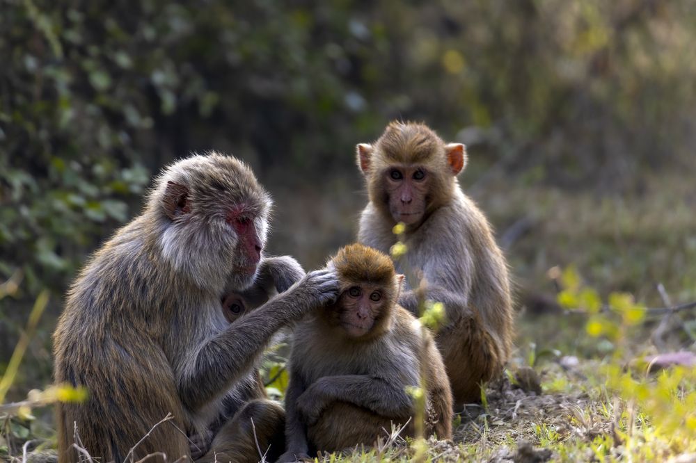Photograph by Purnendu Bagchi