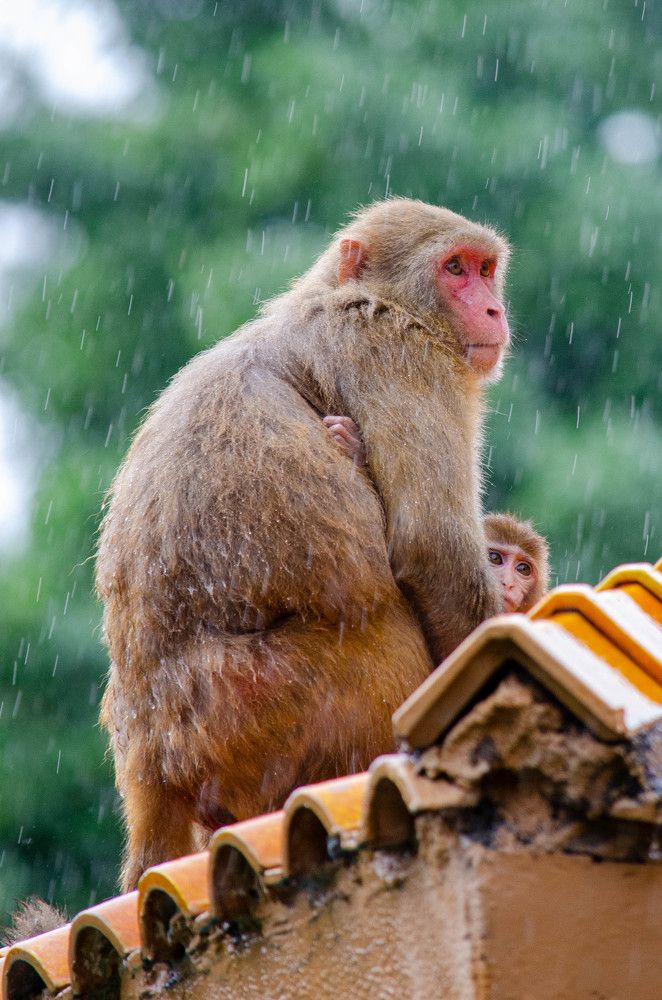 Photograph by Purnendu Bagchi