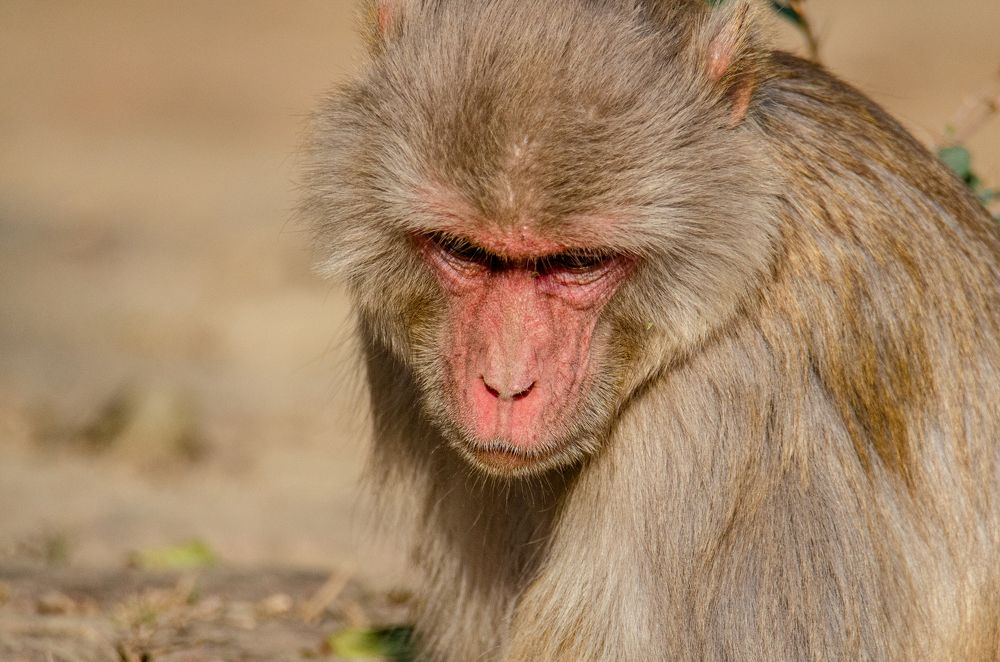 Photograph by Purnendu Bagchi