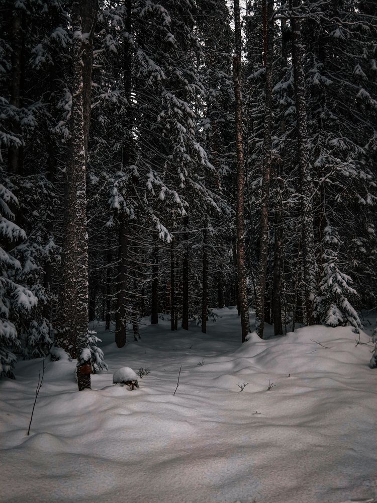 Photo #11714966