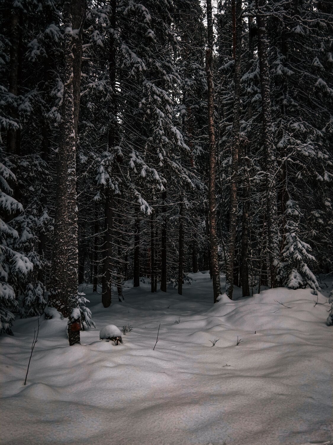 Photo #11714966
