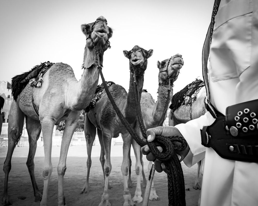 Traditional Camels Led by Handler in Middle Eastern Desert Setting