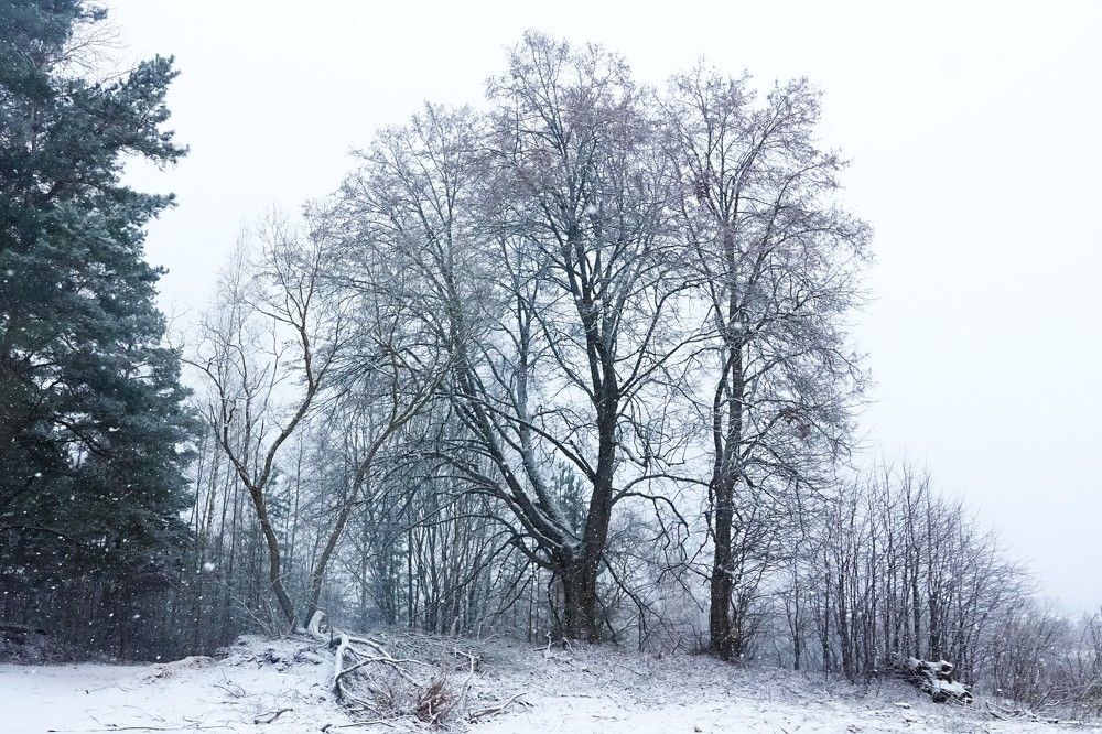 Photograph by jelena konickaja