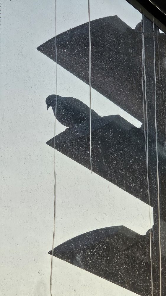 Photograph by Soheil Shams