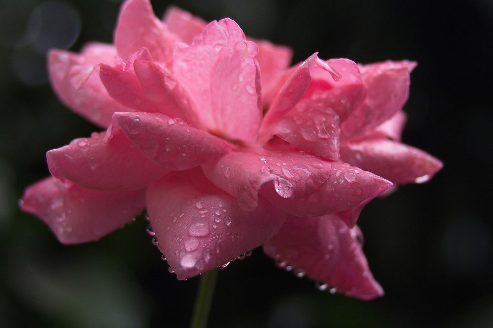 В каплях дождя..