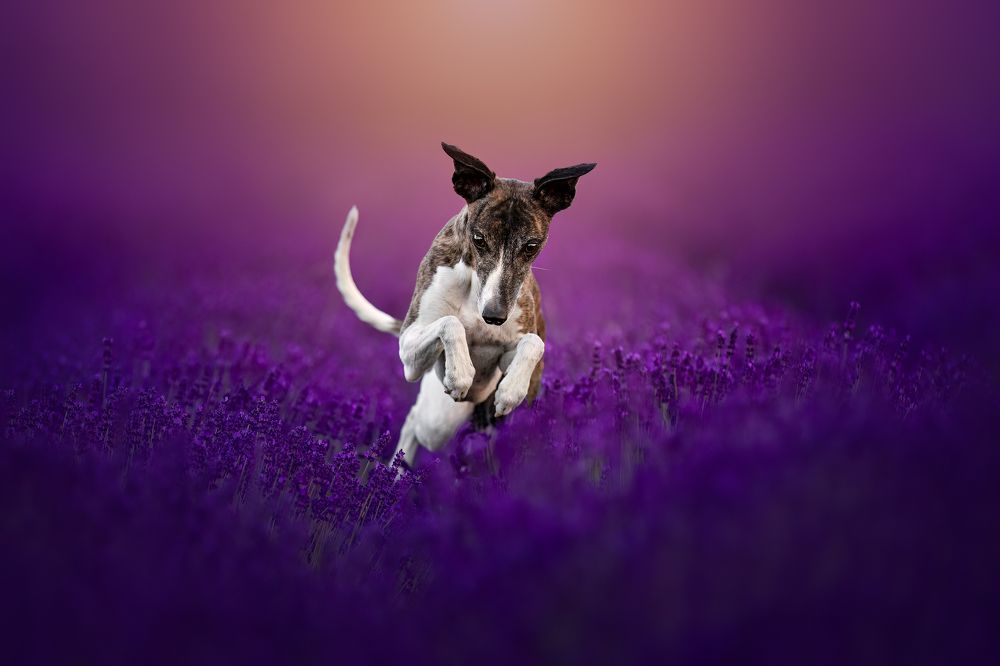 Photograph by Veronika Blažeková