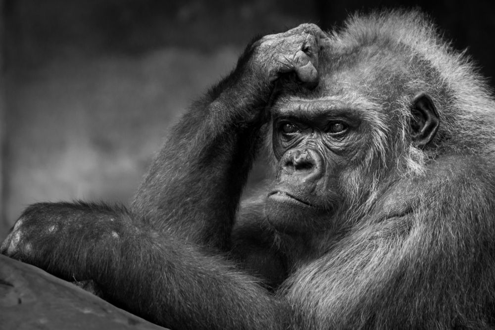 Photograph by Гребенников Сергей