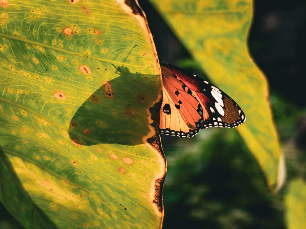 Photograph by Pritam Majumder