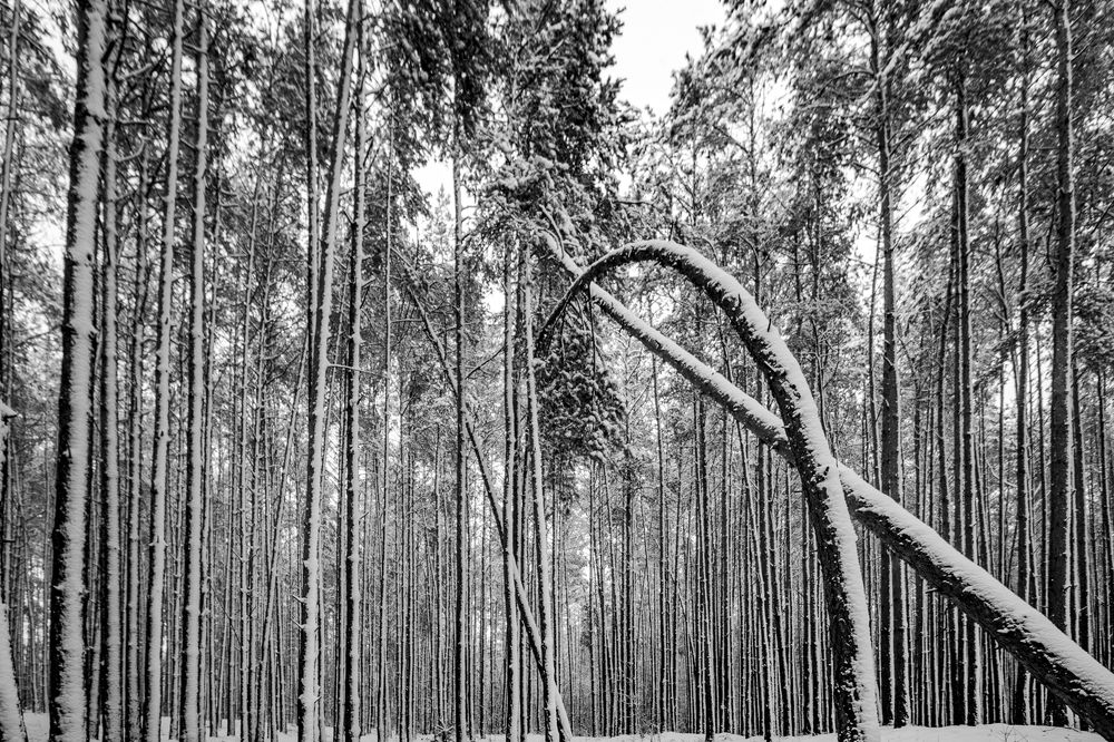 Photograph by Anna Suchcicka