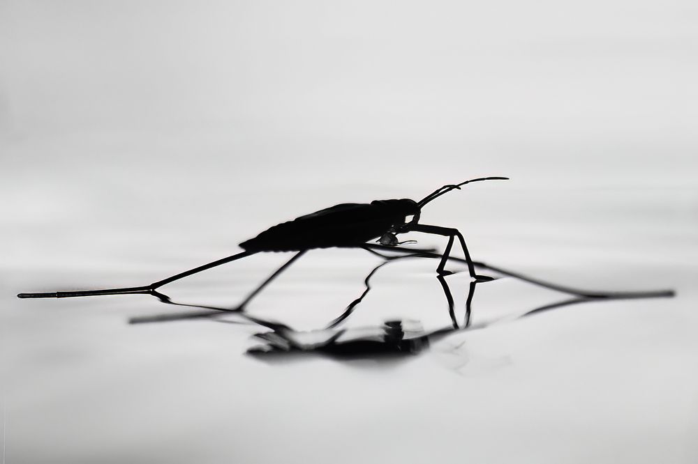 Photograph by Маргарита Смоленская