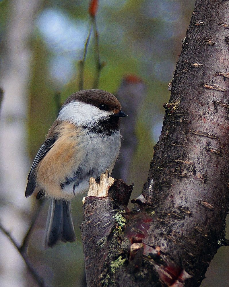 Сероголовая гаечка...