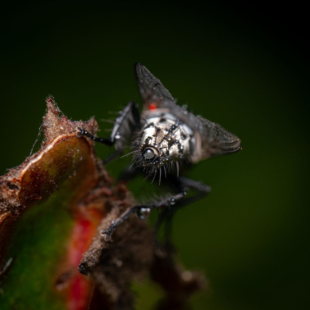 Photograph by Ankan Das