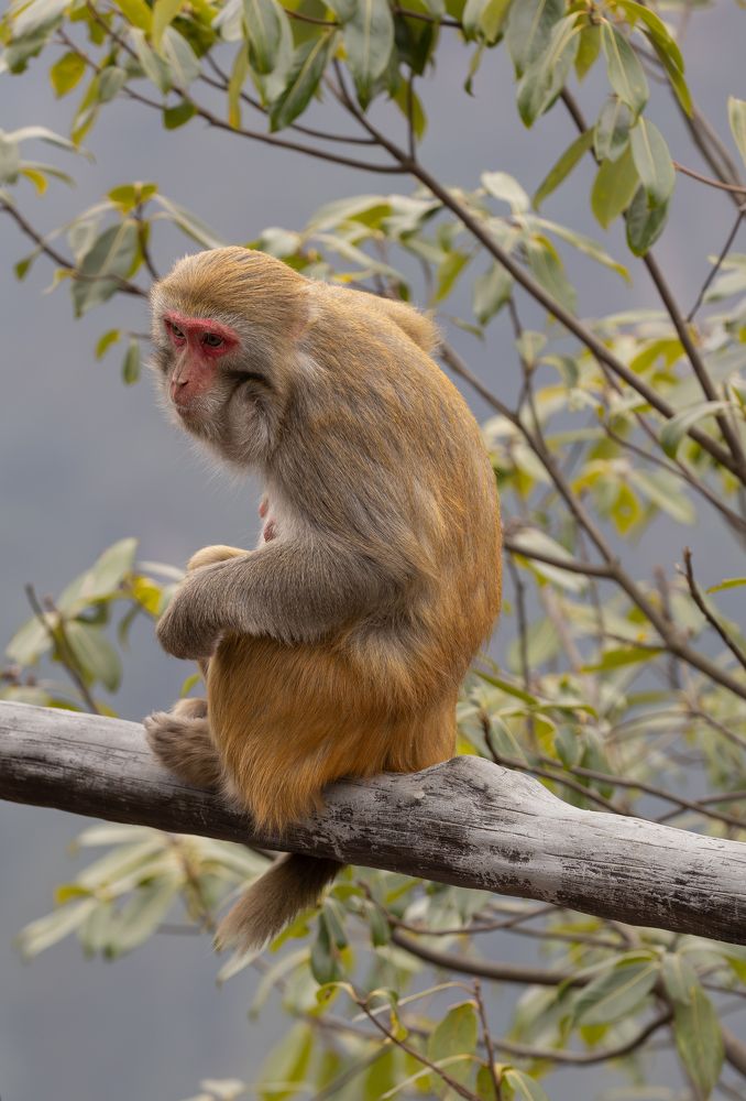 Макака при макияже