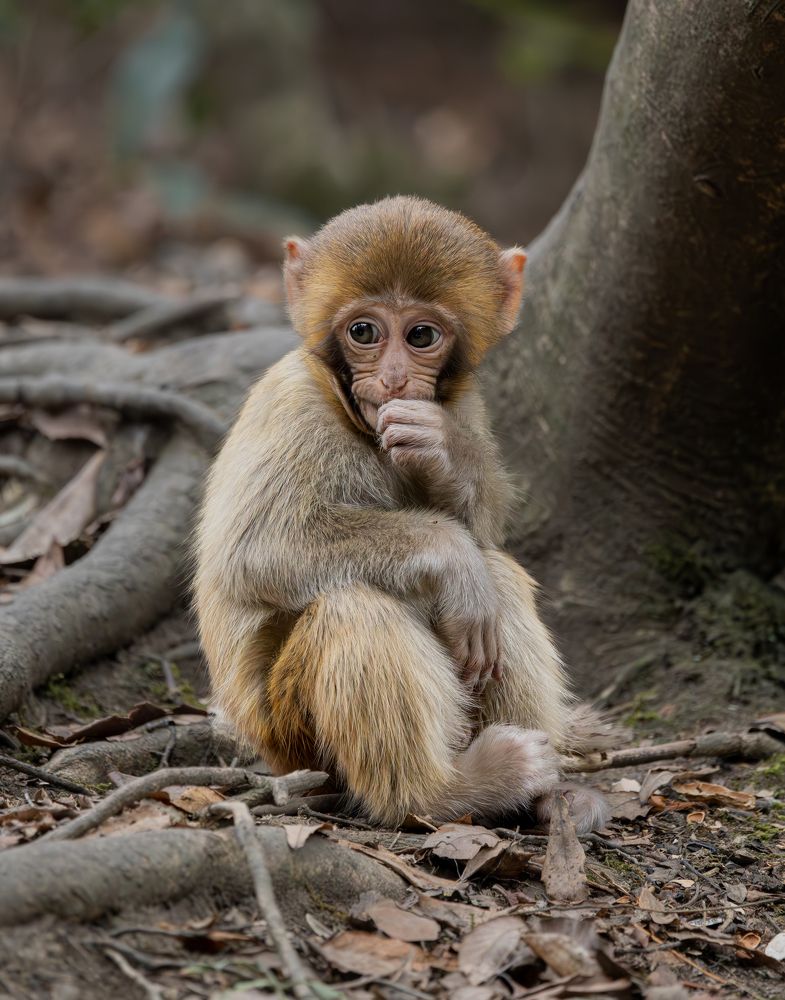 Малыш-макака