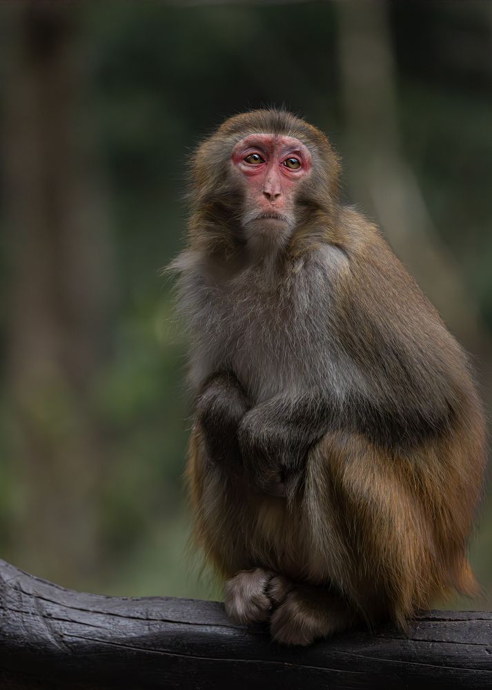 Грустноватый макак...