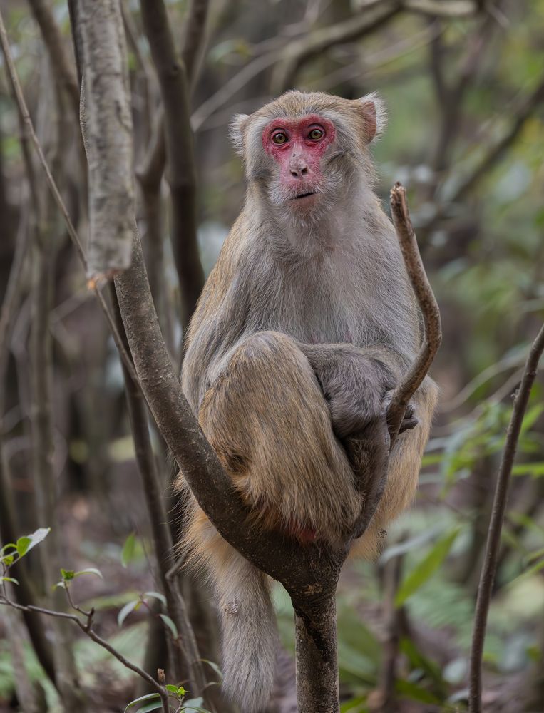 Радостно удивленный макак