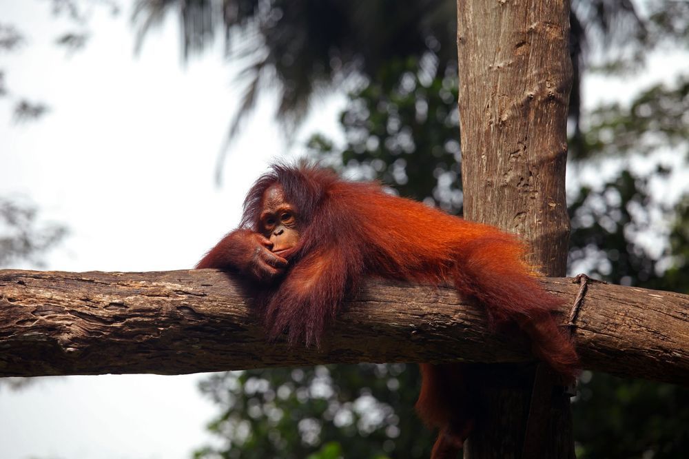 Photograph by Алексей Амилющенко