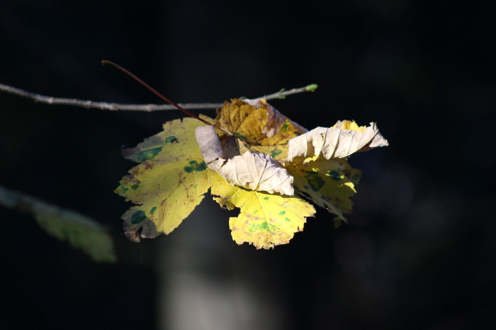 Photograph by MariaVittoria Amoruso