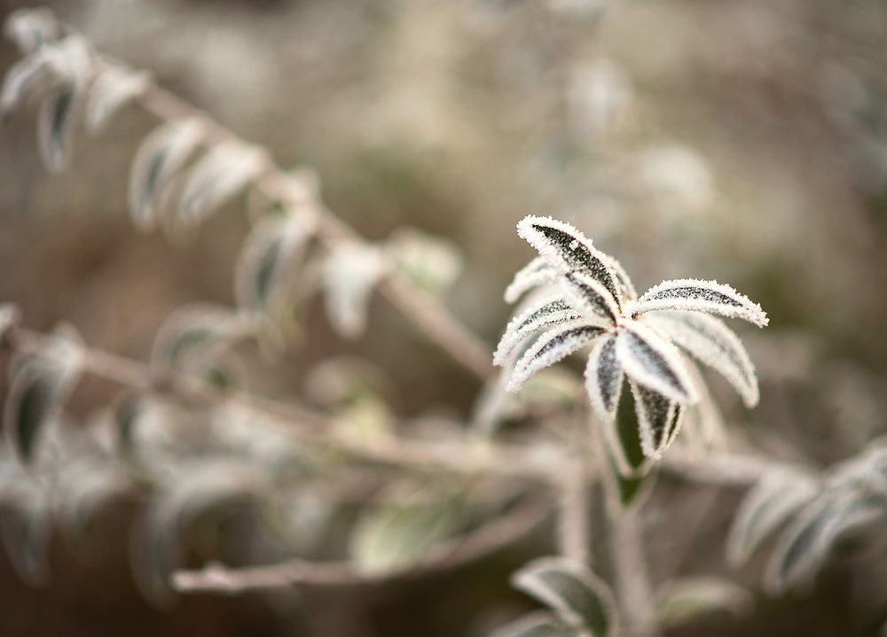 Морозное утро