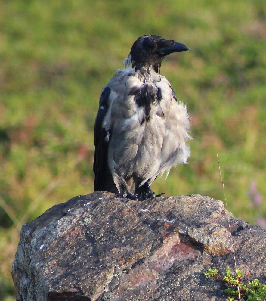 Ворона в норковом манто...