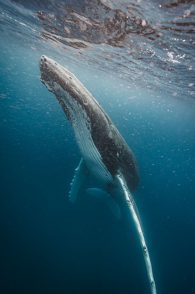 Горбатый кит, Тонга