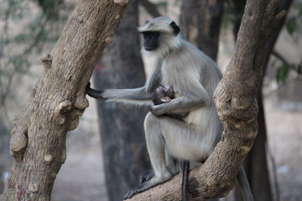 Photograph by Vishwa Trivedi