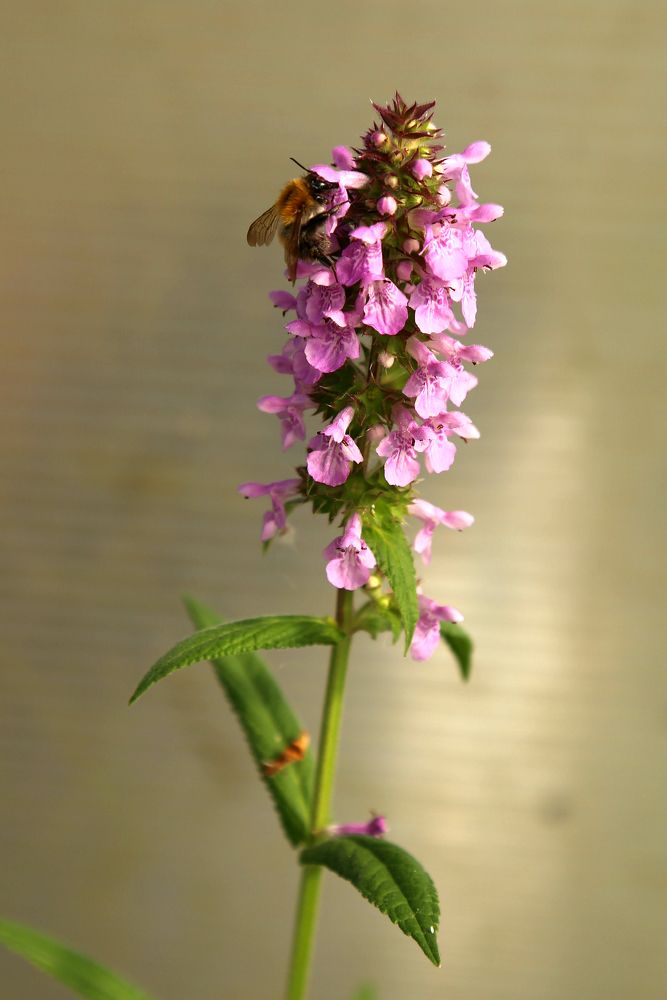 Photograph by София Лаврентьева