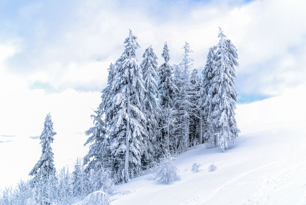 Photograph by Диана Бородзе