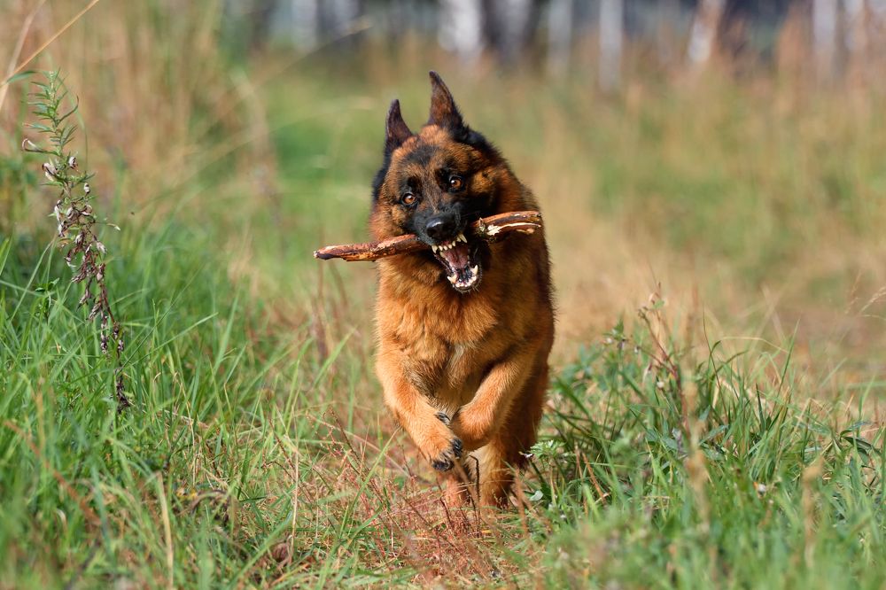 Photograph by Виталий Полуэктов