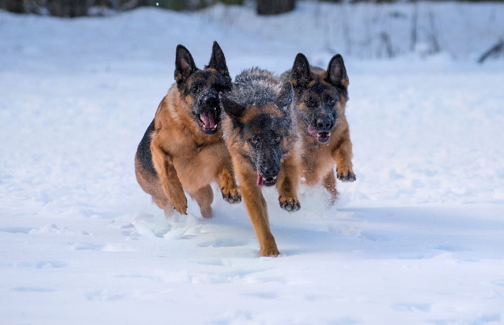 Photograph by Виталий Полуэктов