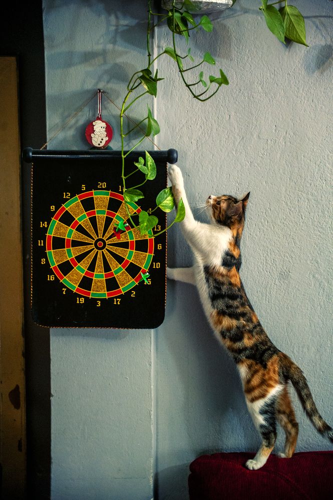 Photograph by DAMOUN POURNEMATI